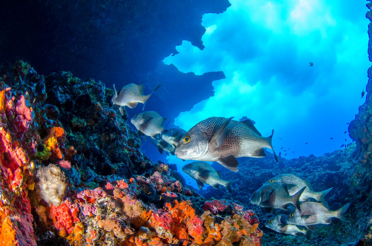 Explore a vibrant coral reef teeming with colorful fish in this stunning underwater scene.